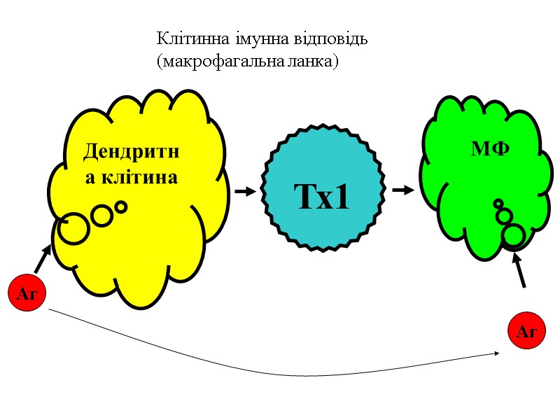 Дендритна клітина  Тх1 Аг  МФ Аг Клітинна імунна відповідь (макрофагальна ланка)